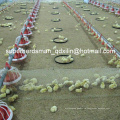 Высокое качество автоматического кормления птицы и пьем системы для курицы